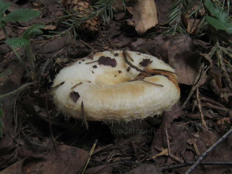 Гриб белый груздь