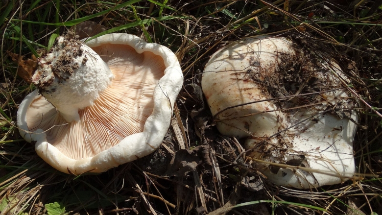 Гриб белый груздь