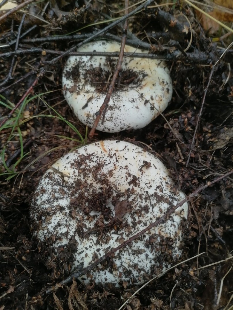 Грузди в районе Алексеевский Искитимский район