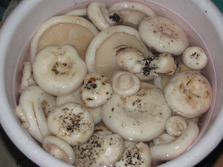 Благовещенск грузди соленые