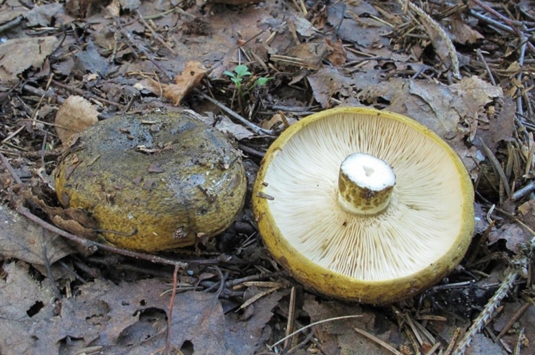 Черные грузди Чернушка