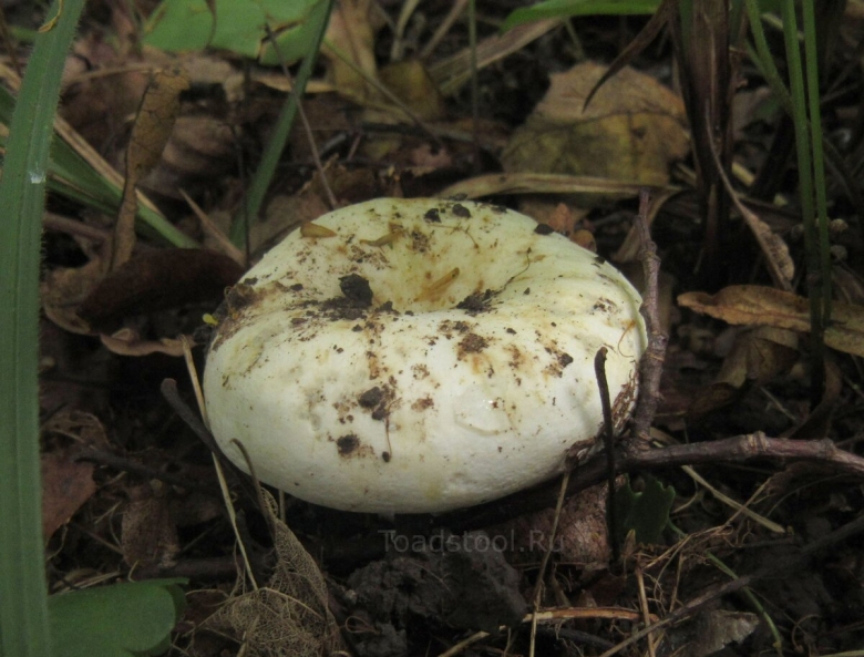 Подгруздок белый насколько съедобный