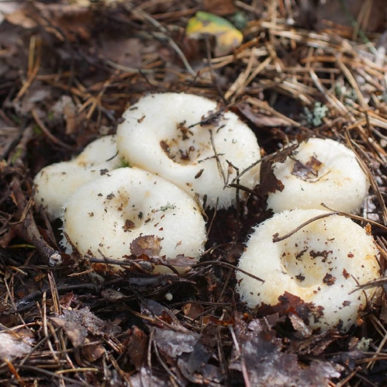 Груздь Боровой