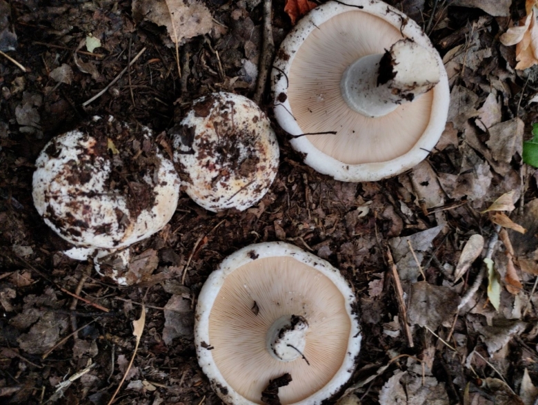 Грибы подгруздки и скрипица