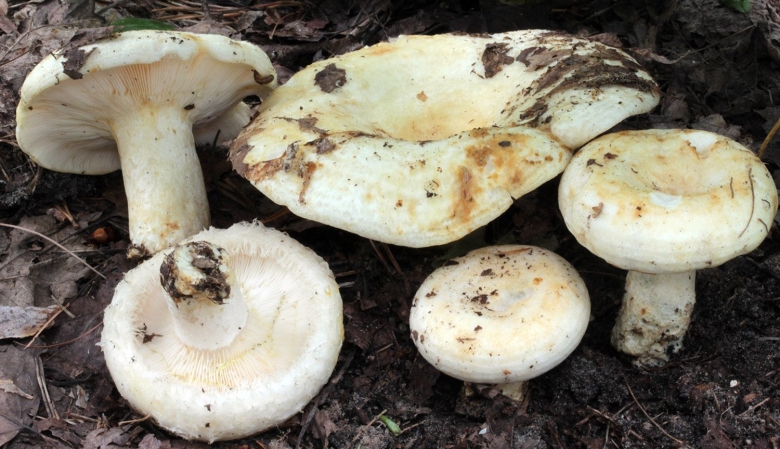 Подгруздок белый сухой груздь