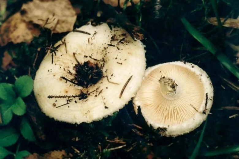 Груздь Белянка