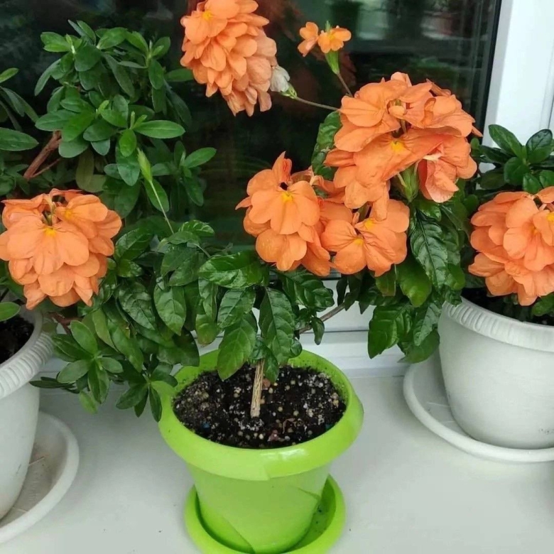 Кроссандра Тропик красная