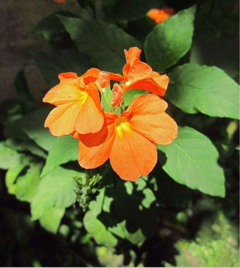 Кроссандра воронковидная