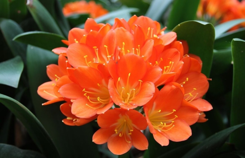 Кливия киноварная