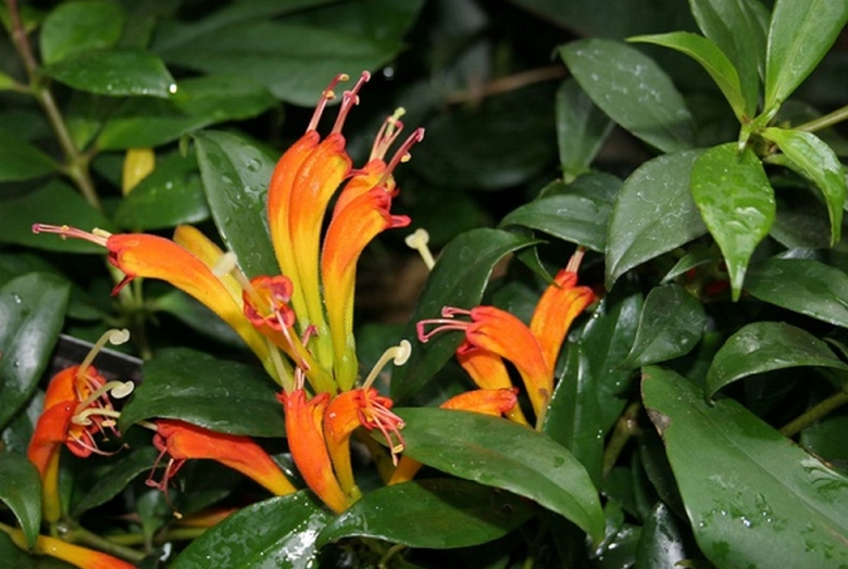 Эсхинантус лоббиантус