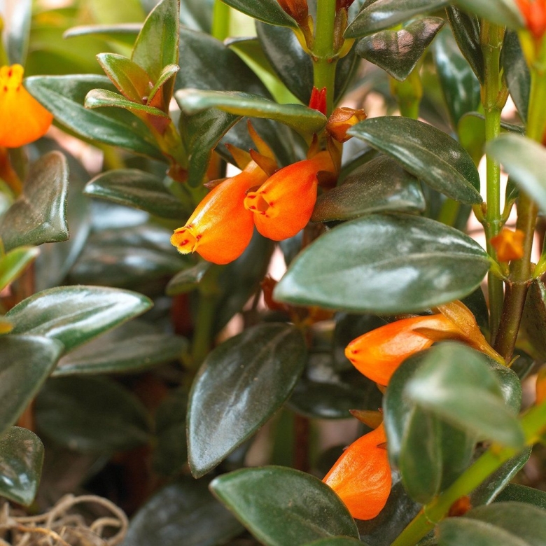 Нематантус Золотая рыбка