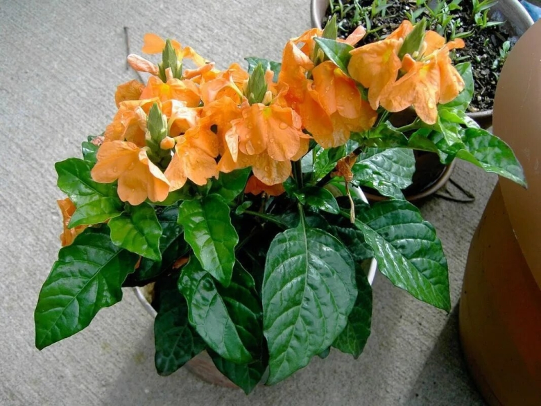 Цветок Фортуна кроссандра