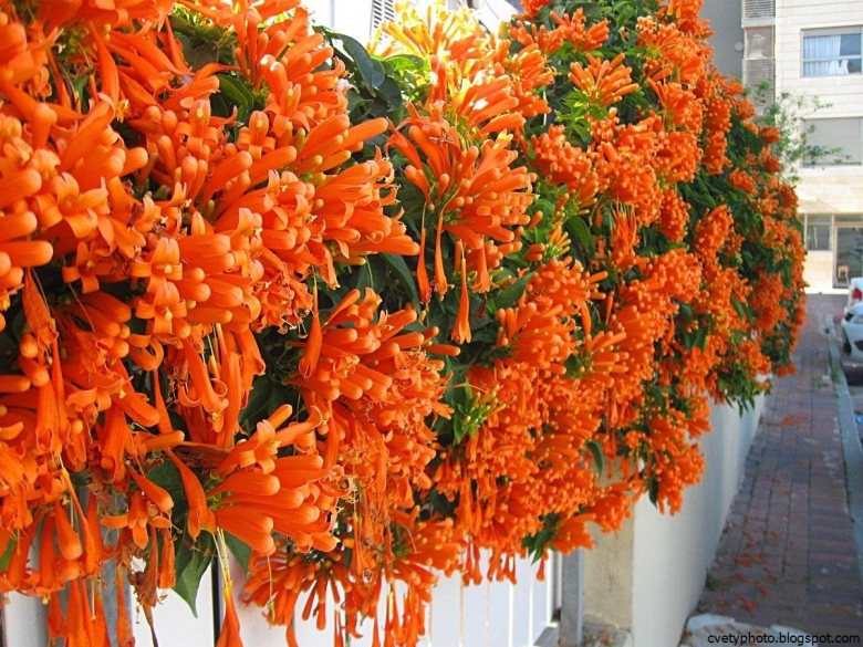 Лиана Пиростегия прекрасная