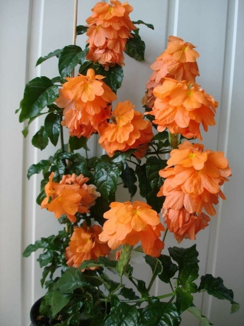 Кроссандра Фортуна оранжевая