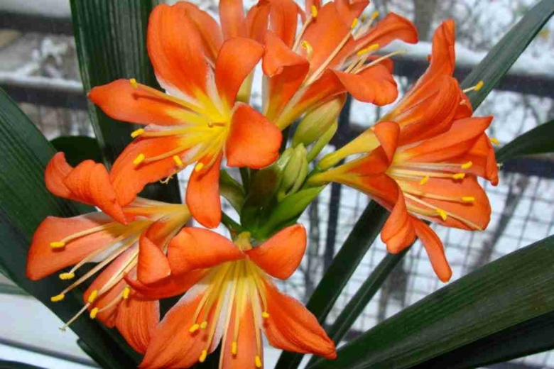 Цветок Кливия киноварная