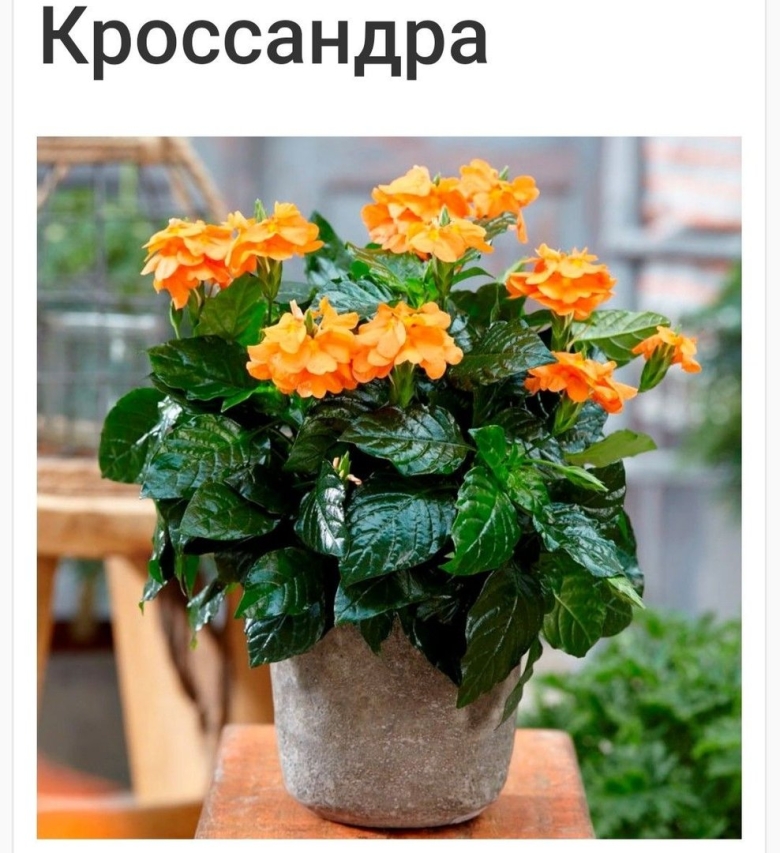 Цветок Фортуна кроссандра