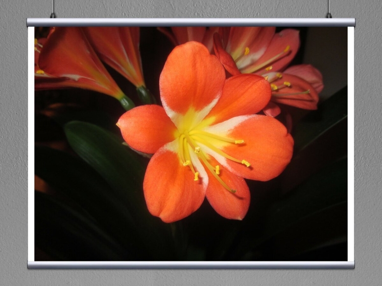 Комнатные цветы Кливия