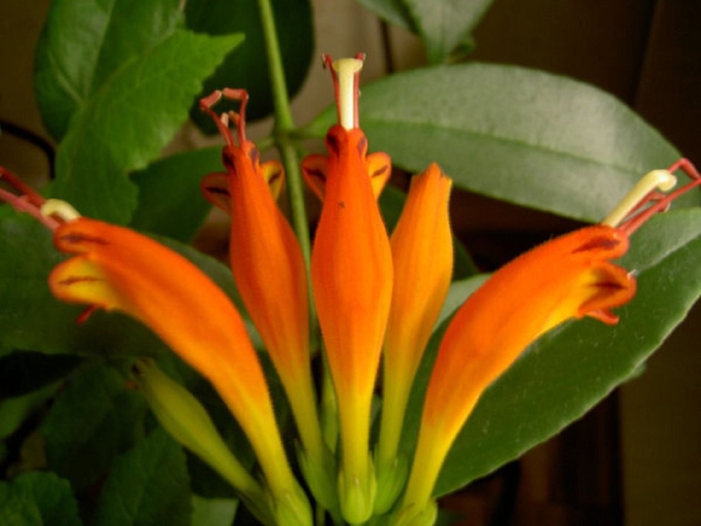 Эсхинантус колумнея