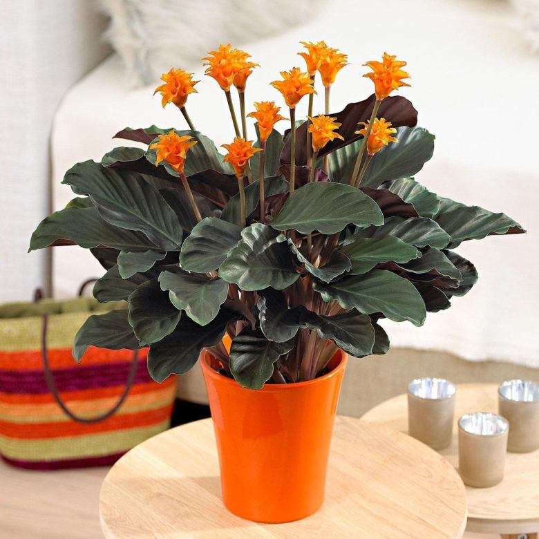 Калатея шафранная кроката