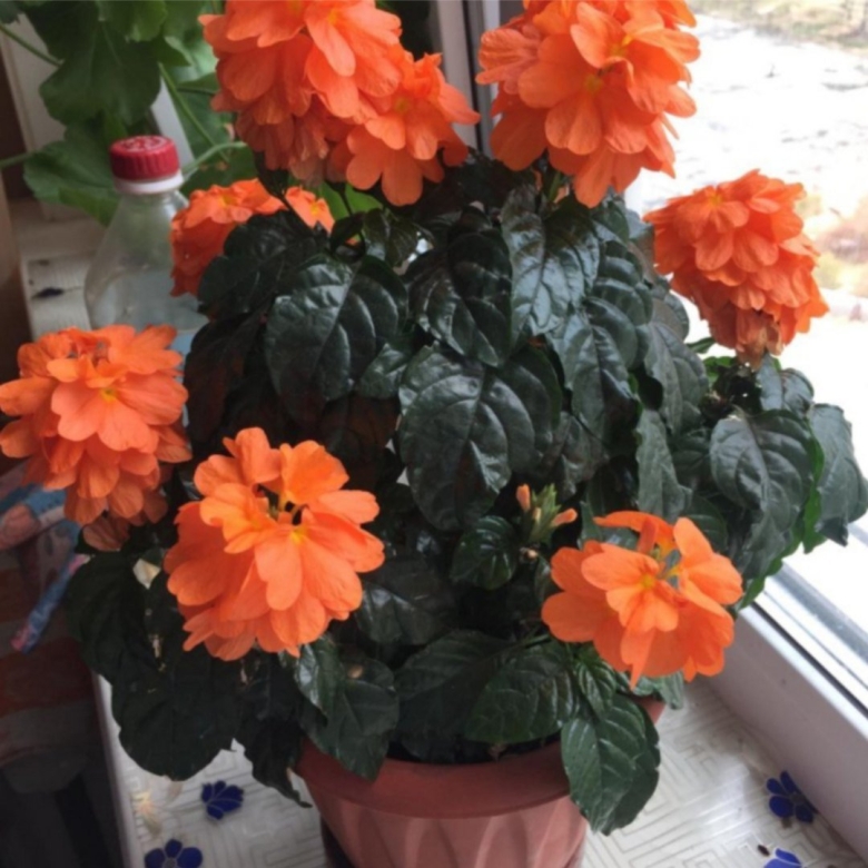 Кроссандра оранжевая