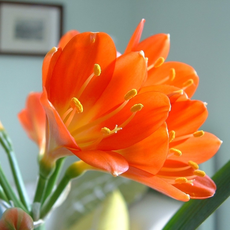 Комнатные цветы Кливия