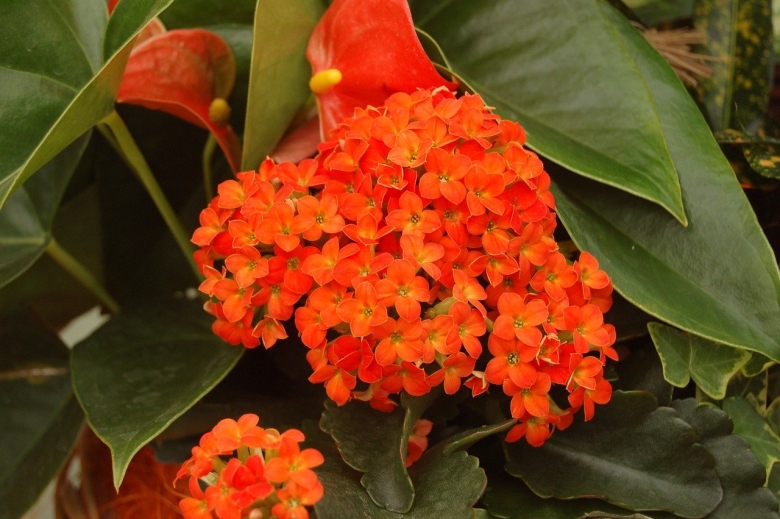 Комнатный цветок с красно оранжевыми листьями