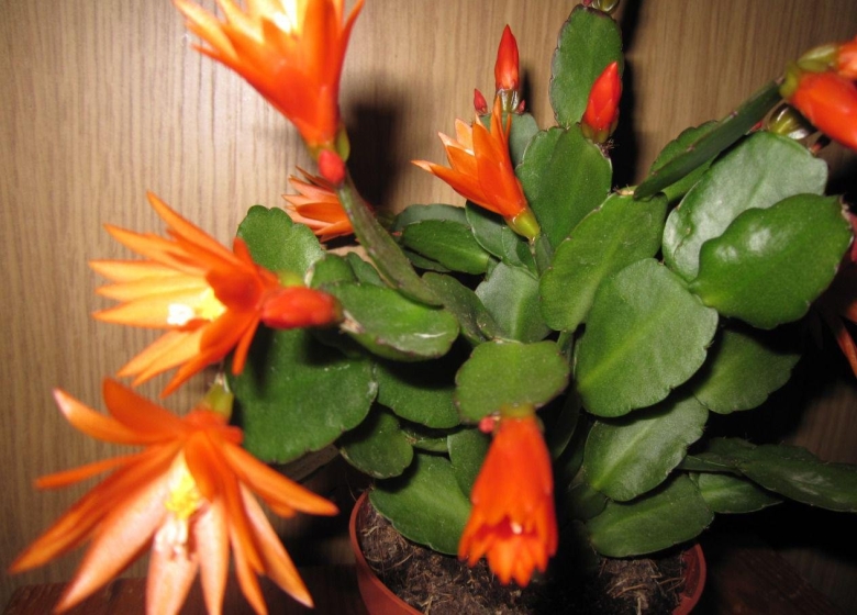 Зигокактус шлюмбергера оранжевый