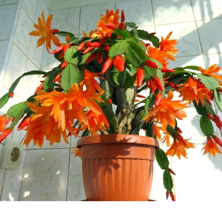 Шлюмбергера декабрист Зигокактус