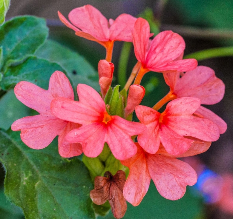 Кроссандра красная