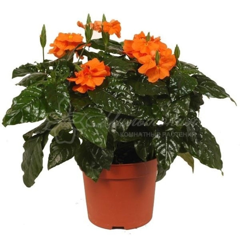 Кроссандра фортуна