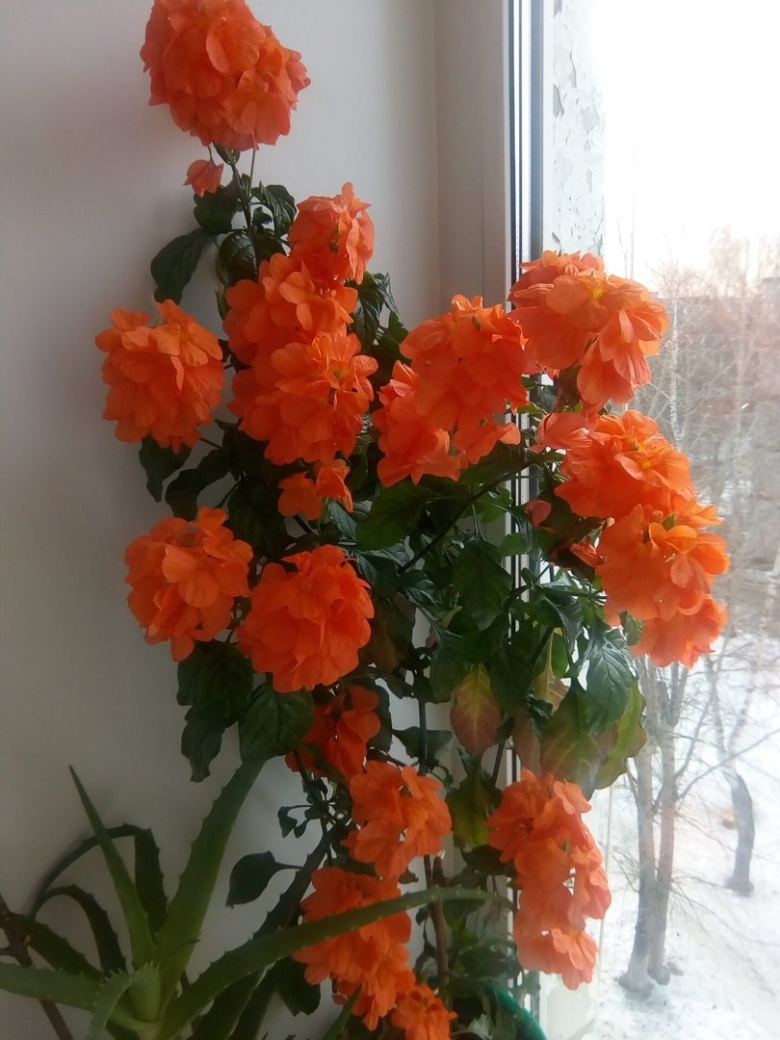 Кроссандра оранжевая