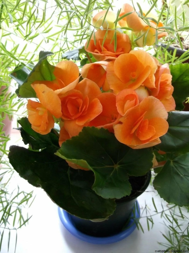 Бегония Элатиор оранжевая