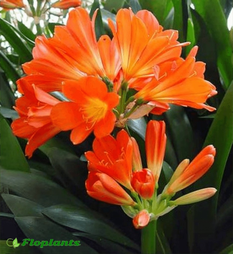 Кливия киноварная