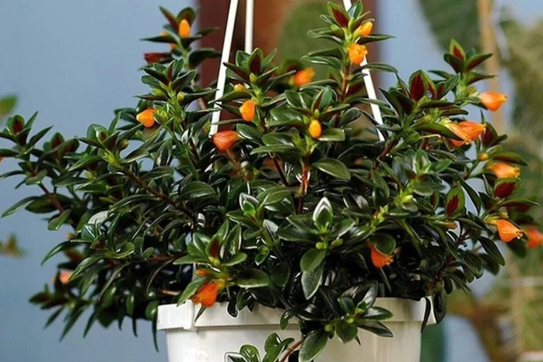 Гипоцирта Глабра цветок