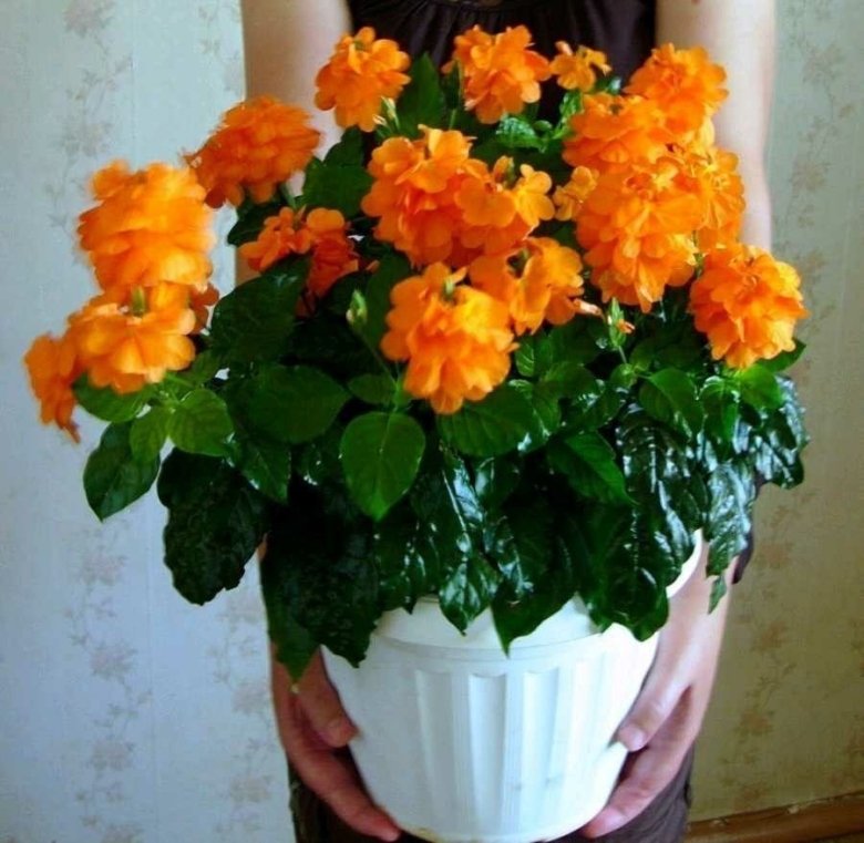 Кроссандра оранжевая