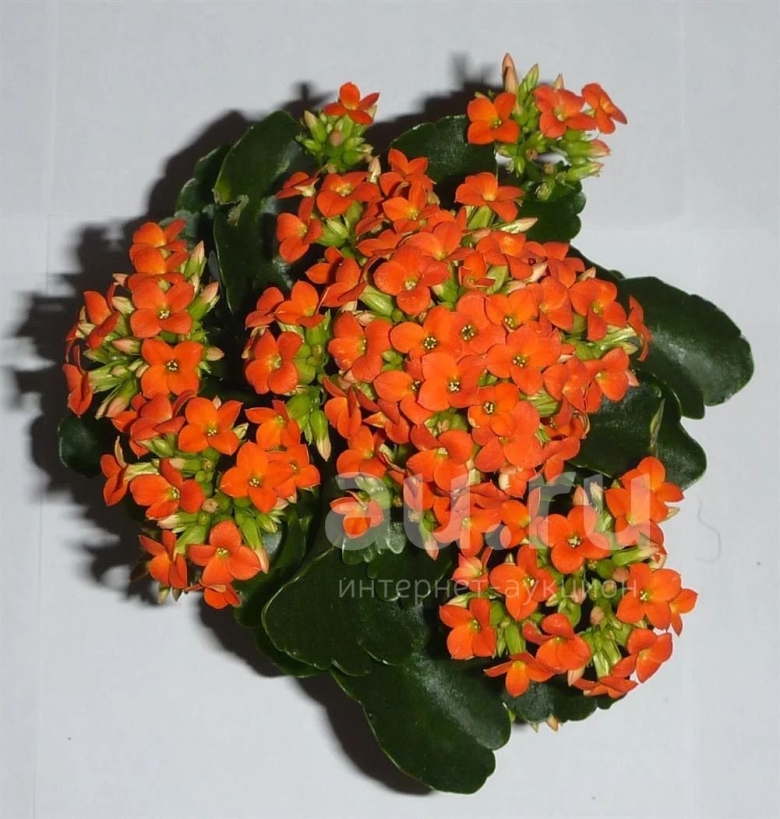 Каланхоэ оранжевые цветы