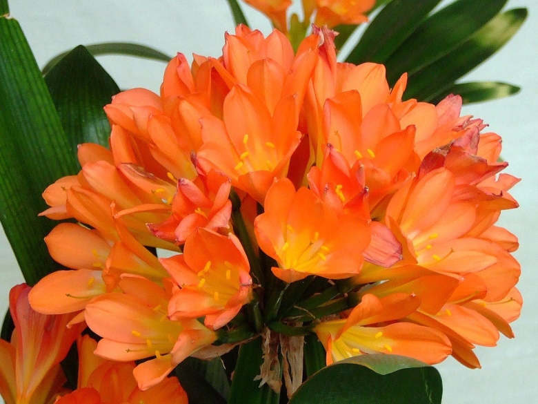 Кливия киноварная