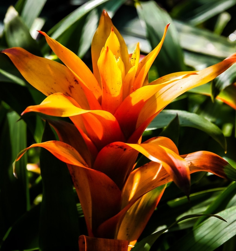 Комнатные цветы оранж