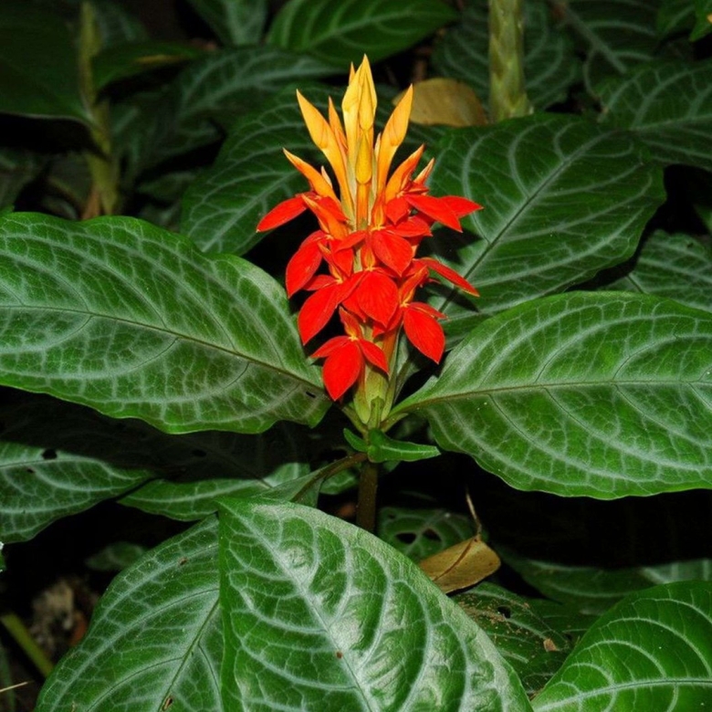 Афеляндра Даника