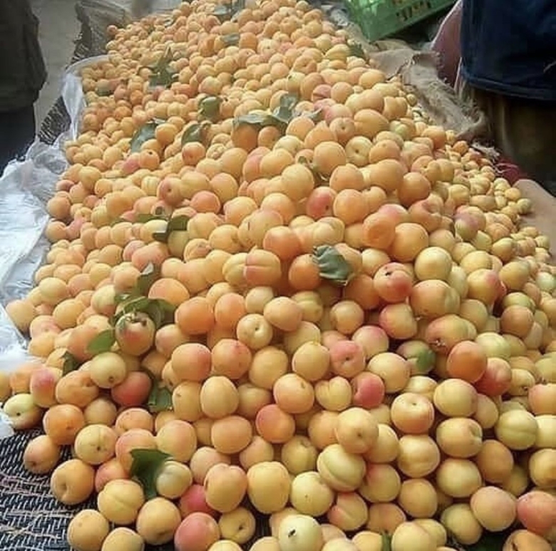 Куксултон мева Узбекистан