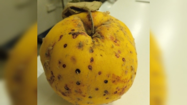 Горькая ямчатость яблок