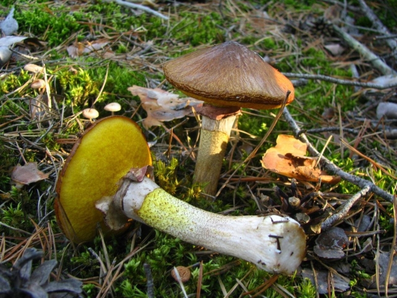 Маслёнок настоящий Suillus luteus