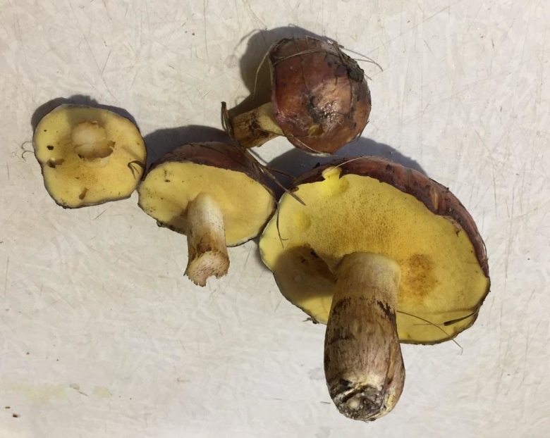 Маслёнок настоящий Suillus luteus