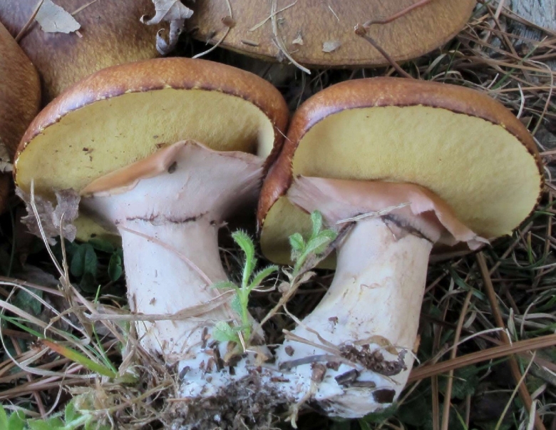 Маслёнок настоящий Suillus luteus