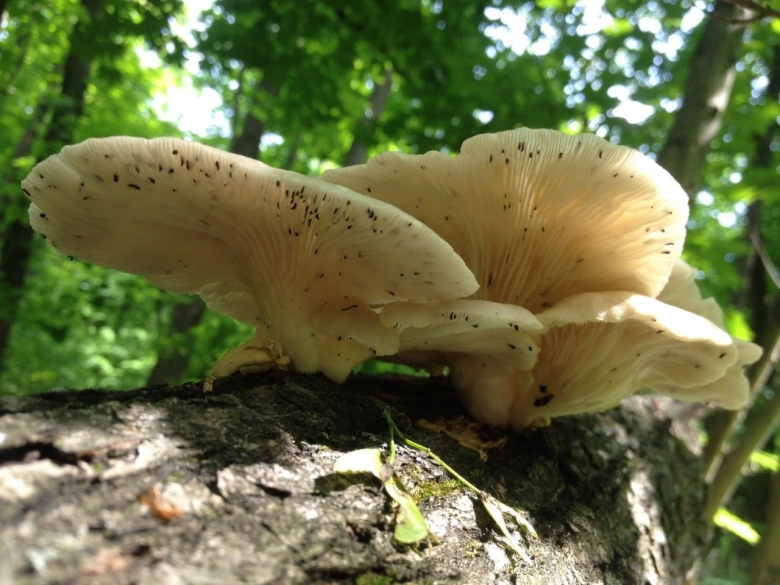 Вешенка легочная Pleurotus pulmonarius