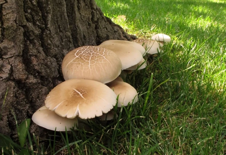 Опёнок Тополиный Cyclocybe aegerita