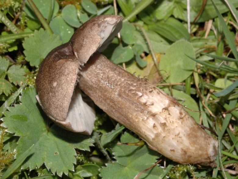 Берестянка гриб фото