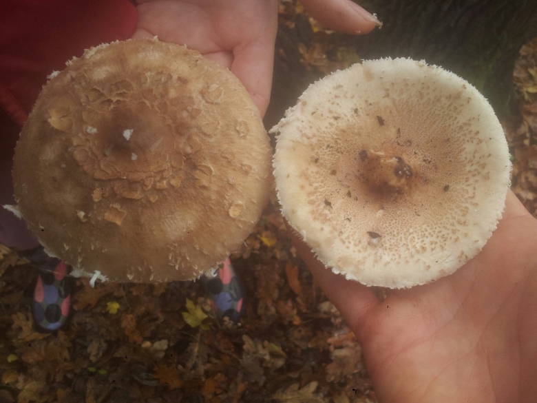 Берестянка гриб фото