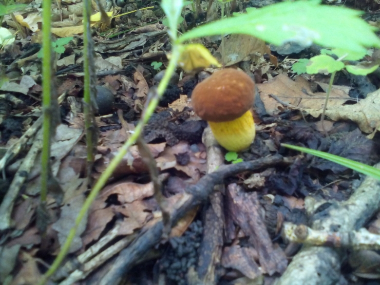 Гриб дубовик обыкновенный поддубовик