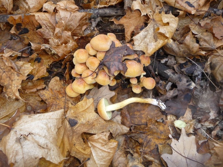 Ильмаки грибы в Приморье